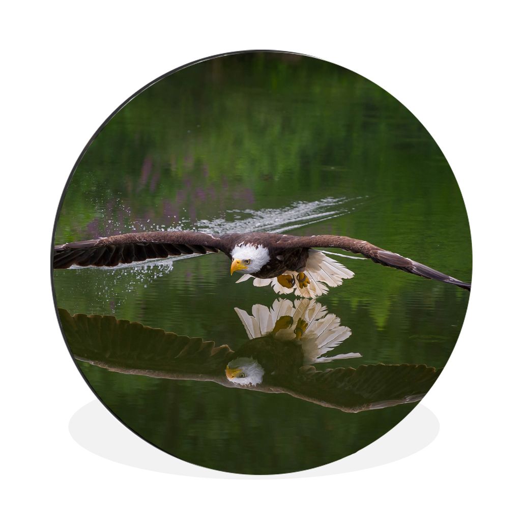 MuchoWow Aluminium Wandkreis Ein Weißkopfseeadler fliegt sehr niedrig über dem Wasser Ø 60 cm Wanddeko Modern Wohnzimmer - Wand Kreis - Wandbi...