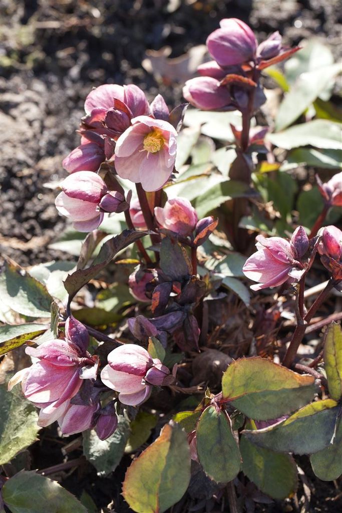 Helleborus 'Pink Frost', Christrose, rosa Blüten, 2-3 Liter Container