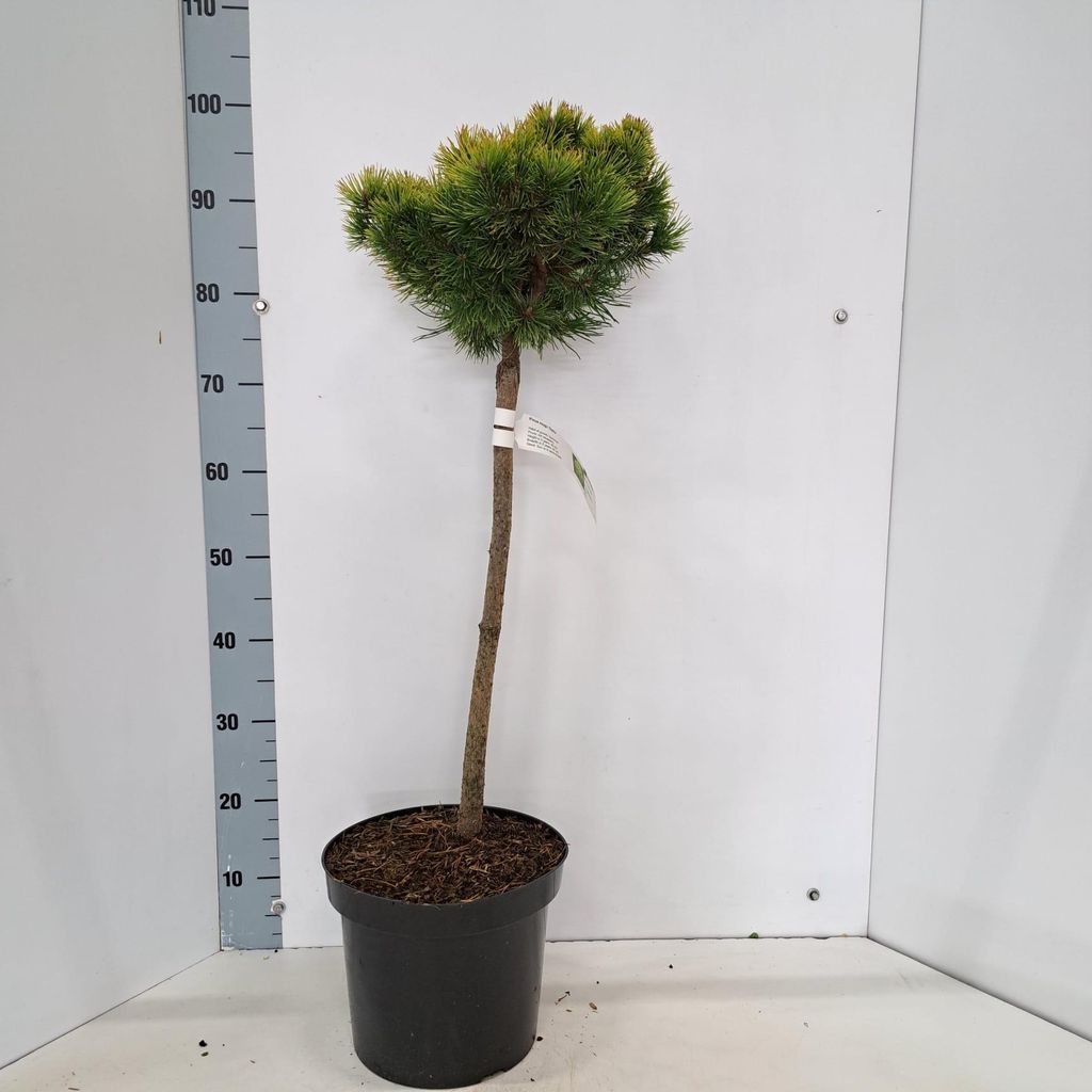 Pinus mugo 'Ophir' - Goldene Zwergkiefer | 50 cm im topf