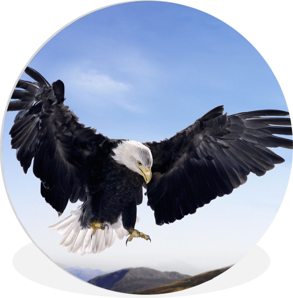 MuchoWow Rundes Wandbild - Runde Bilder Ein Weißkopfseeadler will landen Ø 30 cm Kreis Wanddekoration Kunststoff - Wandkreis - Wandschmuck - Sc...