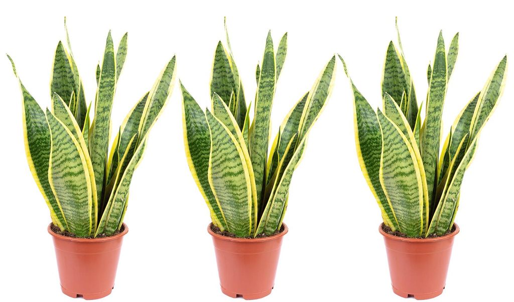 3er-Set Bogenhanf - Sansevieria trifasciata Laurentii - Höhe ca. 35 cm, Topf-Ø 12 cm