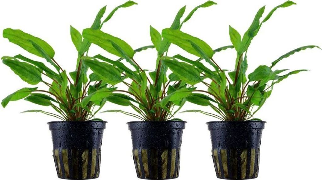 Aquarium Pflanze 3 Stk Cryptocoryne wendtii Green Wasserpflanze AqauOne 309 Set