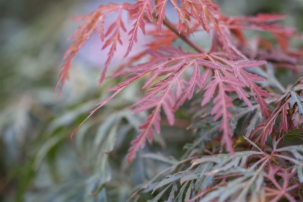 Acer palmatum 'Orangeola', Japanischer Ahorn, orange-rot, 60–100 cm