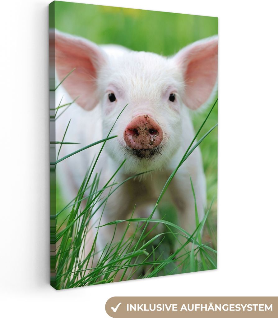MuchoWow - Leinwandbilder - Schwein - Tiere - Groß, Wandbild, Wanddeko Bilder Wohnzimmer, 60x90 cm