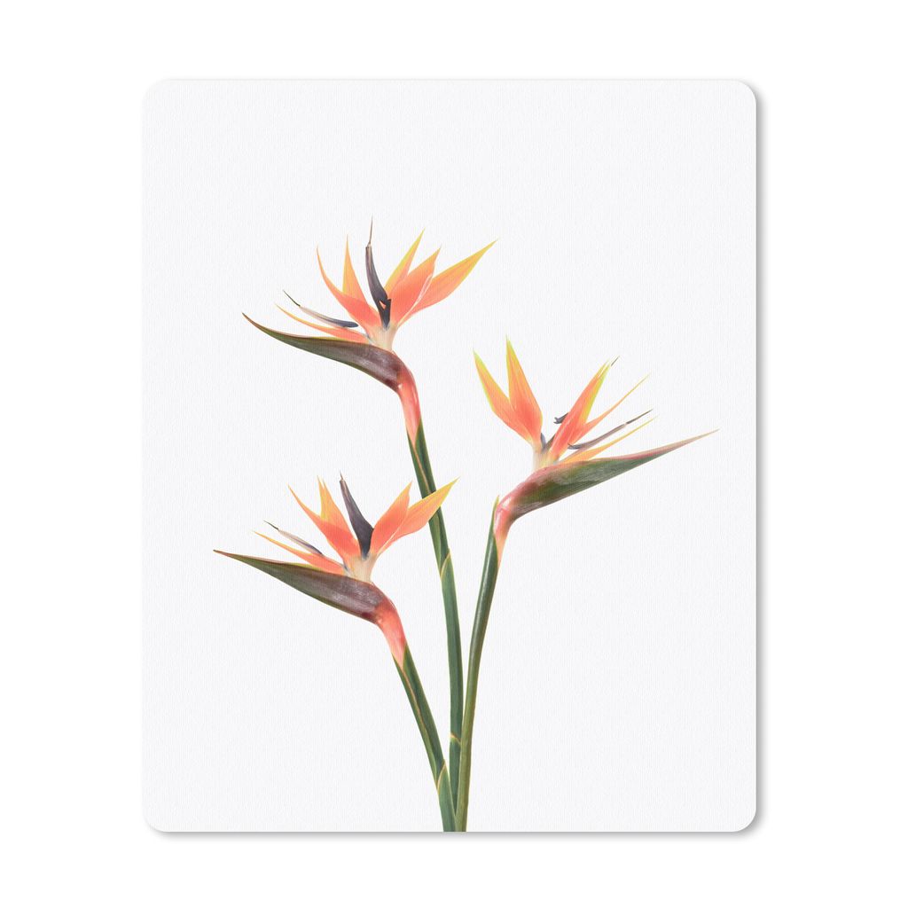 MuchoWow® Mauspad Mousepad Blumen - Orange - Natur - Produktbild 