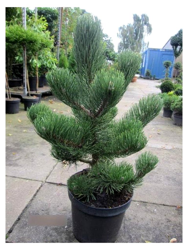 Schwarzkiefer Oregon Green - Pinus nigra Oregon Green 60-70