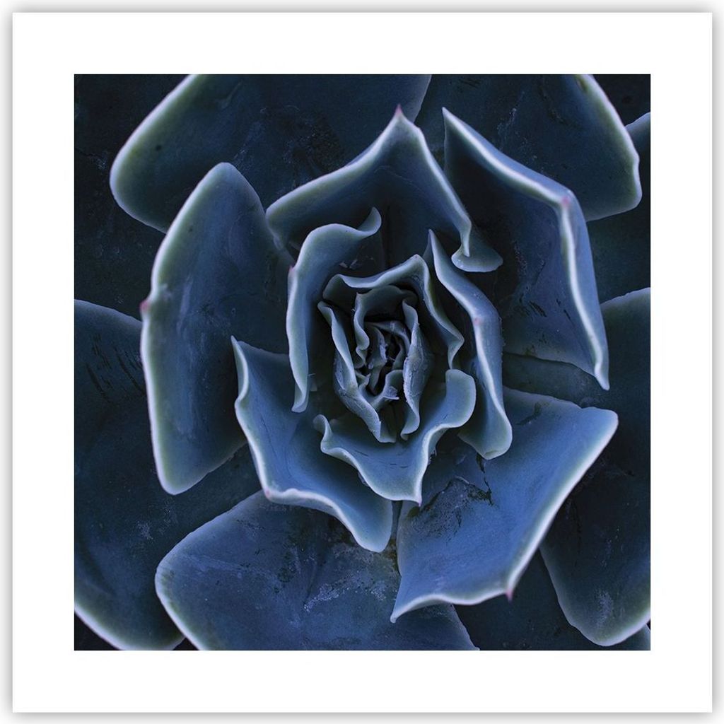 Poster - Poster ohne Rahmen - Blau Kaktus Blume - 40x40 cm - Wand Bild - Wanddeko - Wandbilder - Kunstposter - Wandposter - Bilder - Kunstdruck - W...