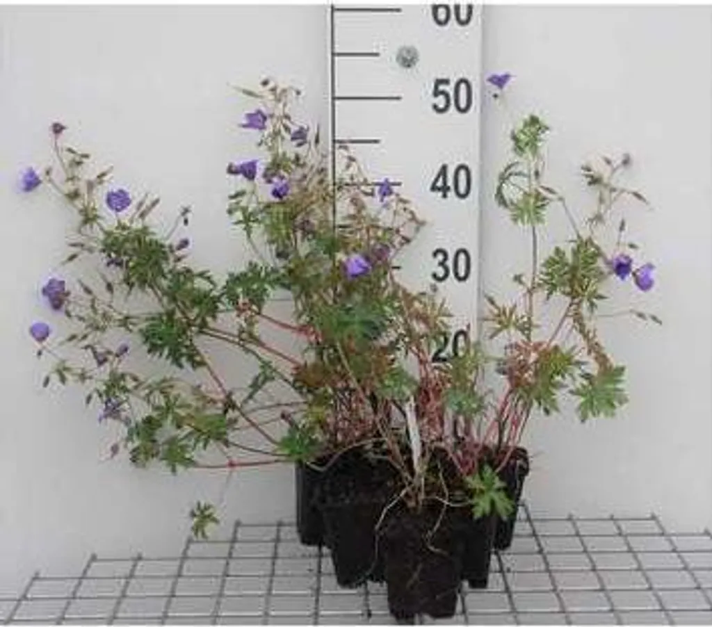 Réussir son jardin avec 6 Geranium Brookside - Plantes robustes pot de 9cm