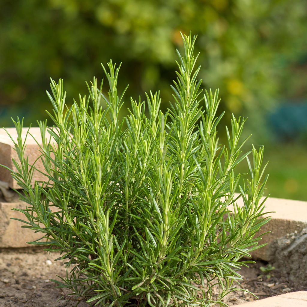 Bloomique - 3er Set - Rosmarinus Officinalis - Rosmarinpflanze - Kräuterpflanzen - Gartenpflanzen - Winterhart - Höhe 10-20cm - Topf 9x9cm