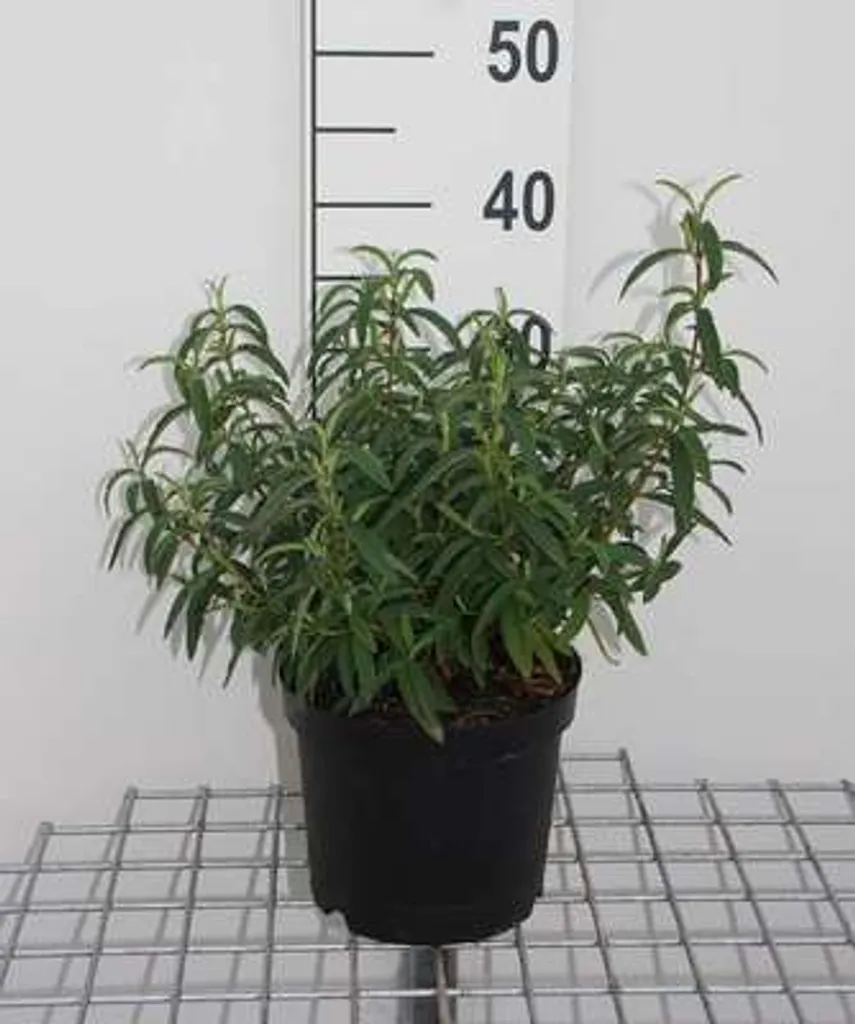 Arbuste Cistus purpureus - Ciste pourpre persistant hauteur 20-25 cm