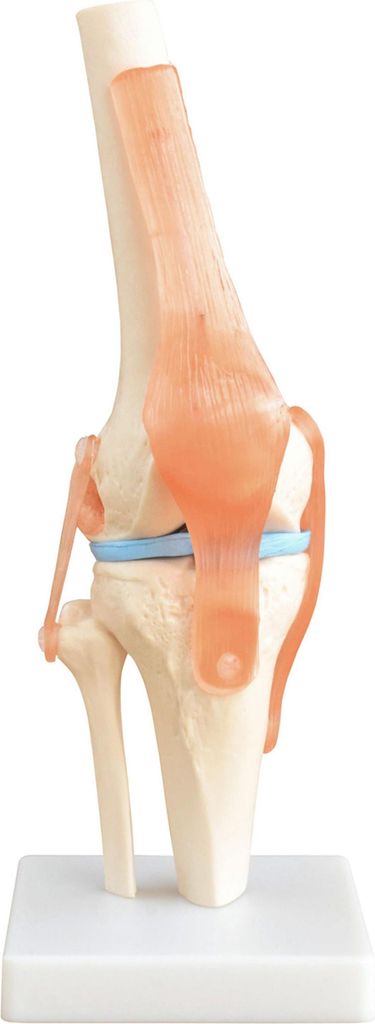 Anatomie Skelett Modell Kniegelenk Lehrmodelle Lebensgroß Anatomisches Körper Modell des Knie mit Beweglichem Knie Gelenk Kreuzband Sehne auf St...