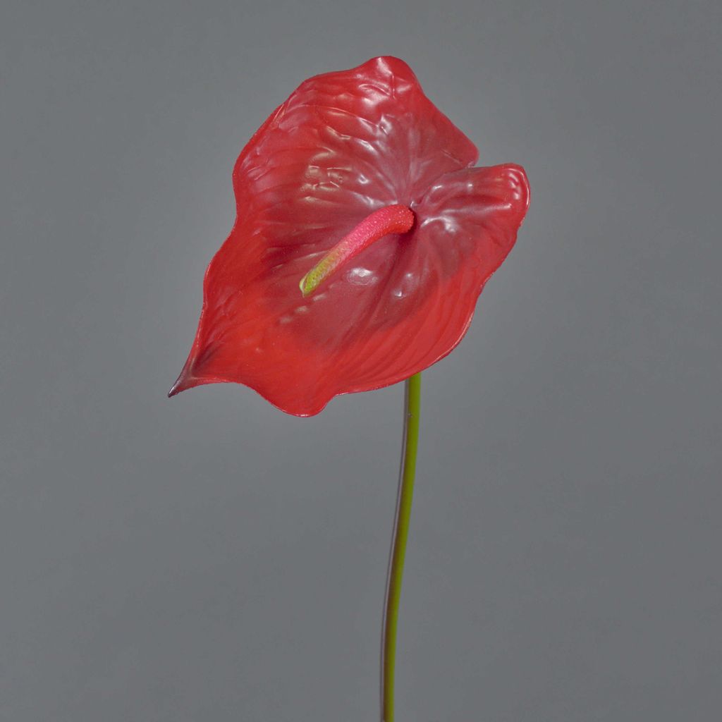 artplants.de Künstliche Blume Flamingoblume Moira, rot, 75cm, 13x20cm