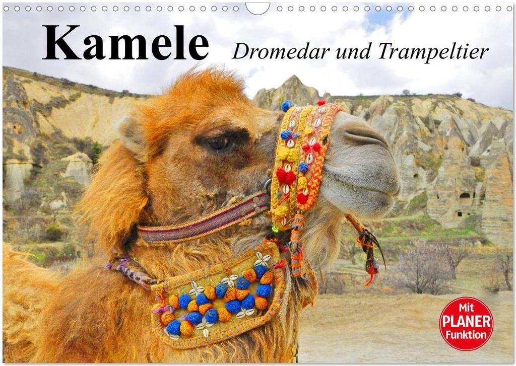 Kamele. Dromedar und Trampeltier (Wandkalender 2026 DIN A3 quer), CALVENDO Monatskalender