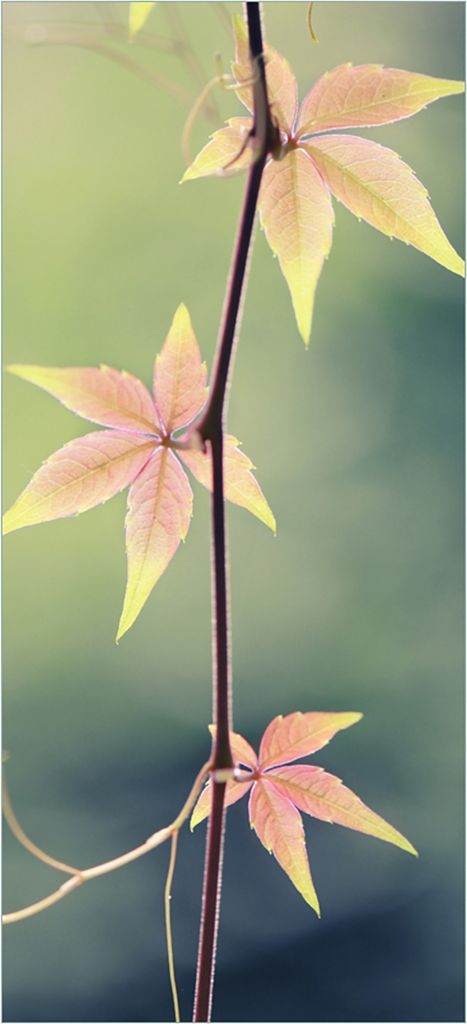 Türtapete Türposter Herbstblume - Größe: 93 x 205 cm