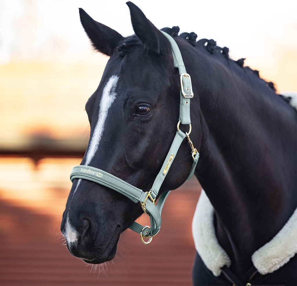 Kieffer Stallhalfter Satin Shine, Farbe:burgund-mit Messing-Beschlägen, Größe:Pony