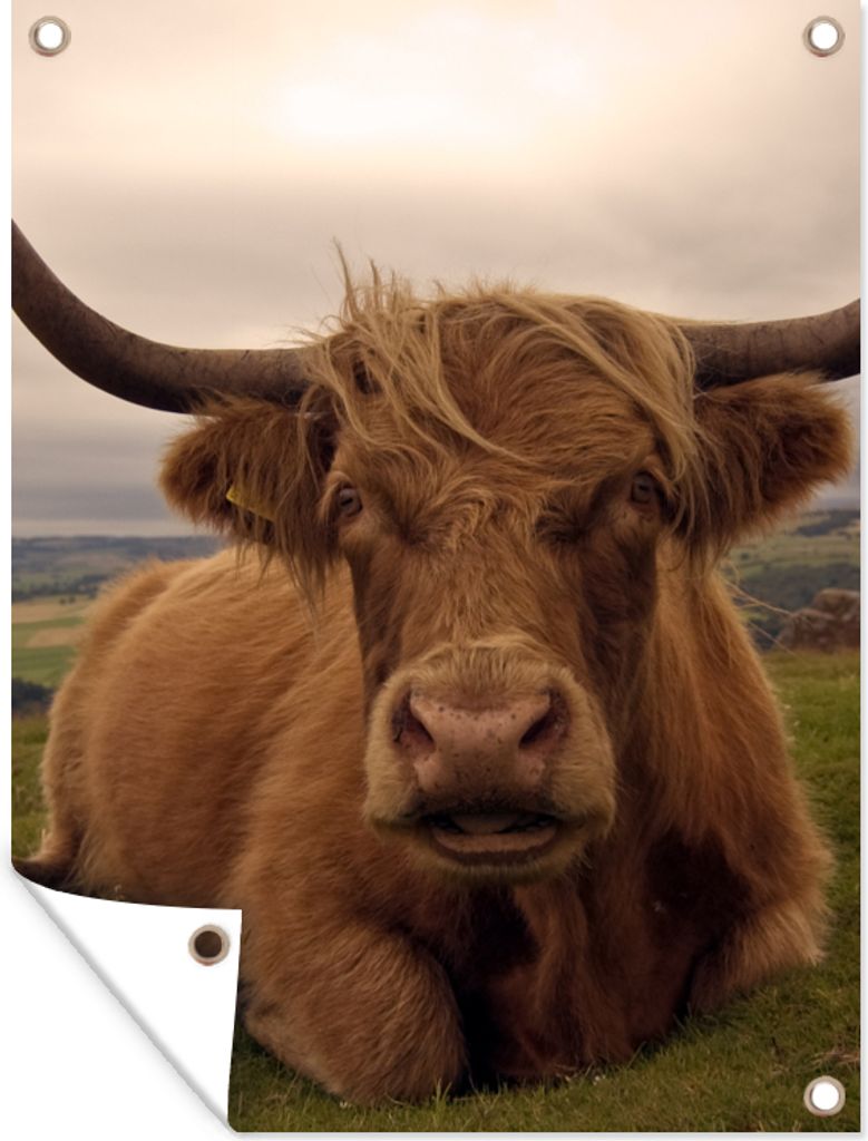 MuchoWow 60x80 cm Outdoor-Poster Gartendeko Sichtschutz Garten Poster für den Garten Schottischer Highlander - Tiere - Berg