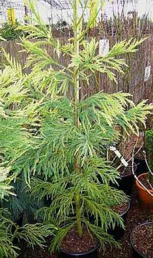 Gelbe Sicheltanne Sekkan Sugi - Cryptomeria japonica Sekkan Sugi - 60-80cm
