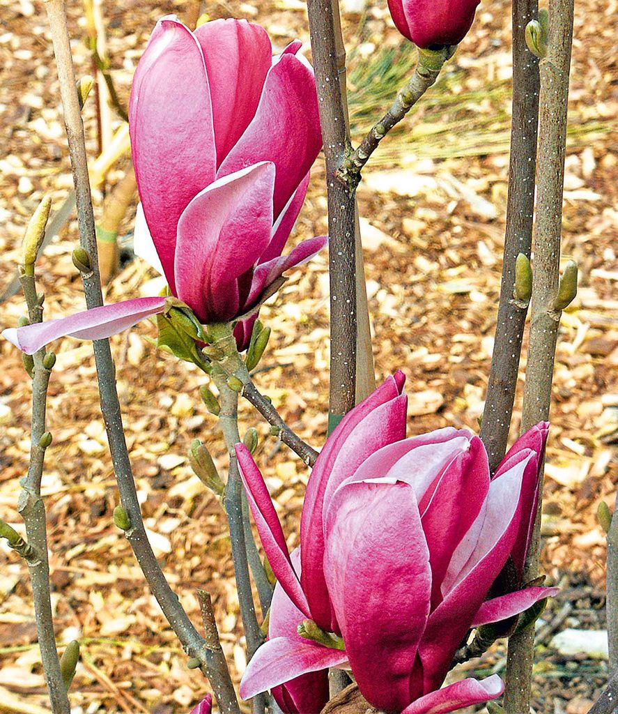 BALDUR Garten 1x Magnolie March Till Frost, Pflanze im 3 Liter-Topf, Magnolia winterhart, Tulpenmagnolie, Magnolienbaum, für Standort in der Sonne...