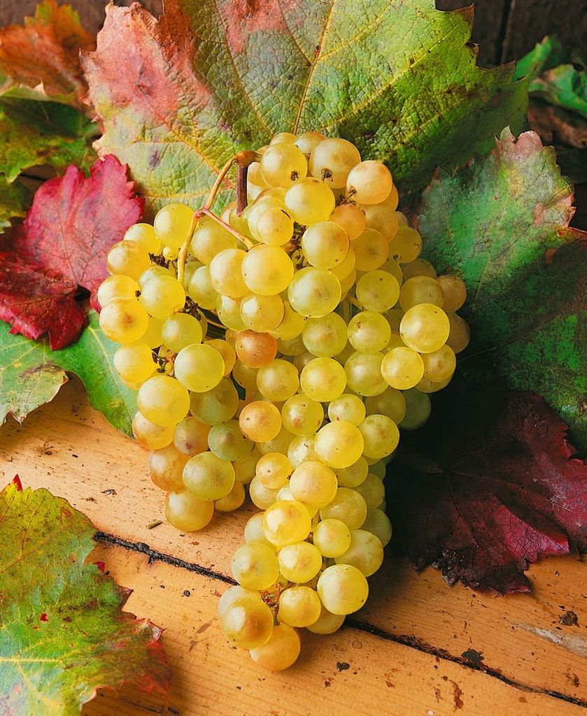 A bunch of white grapes is placed on a wooden surface surrounded by grape leaves.