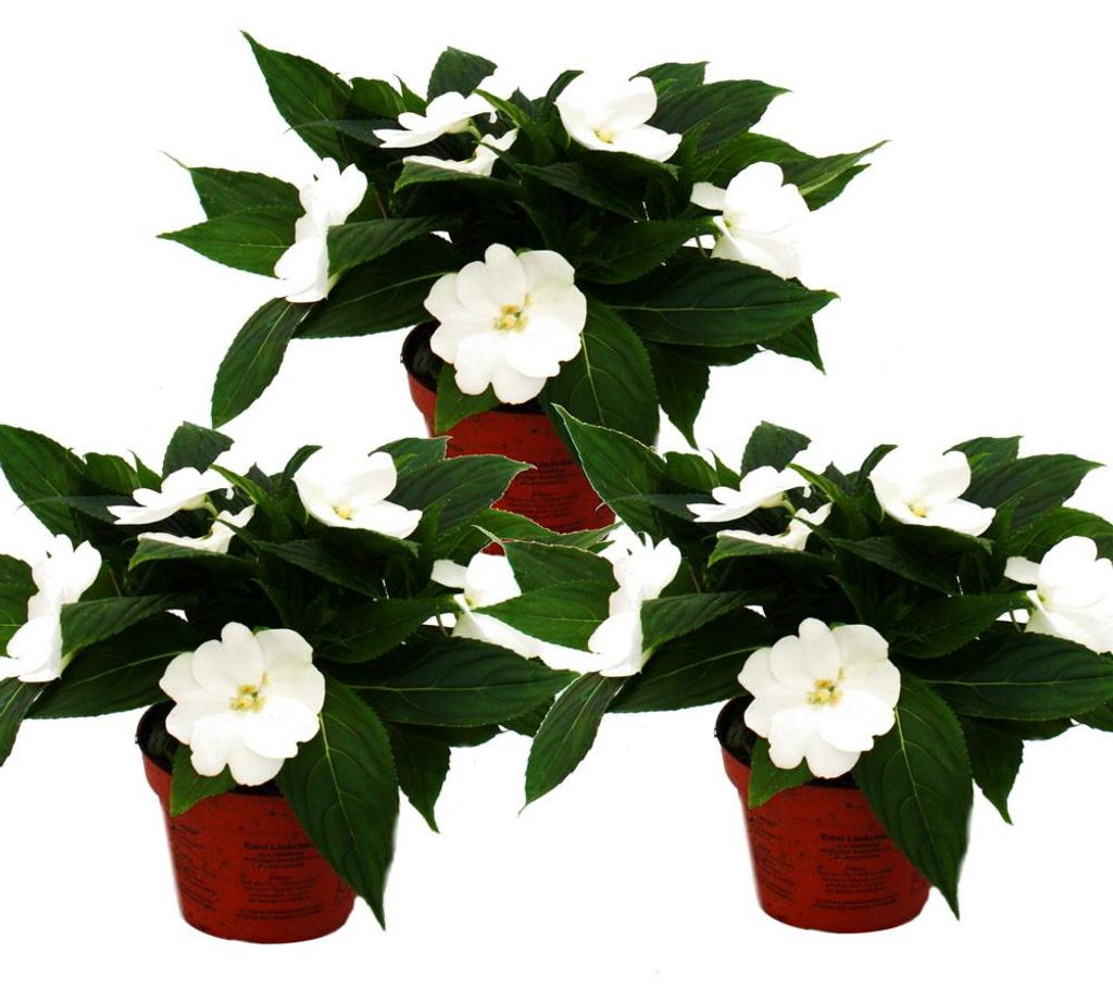 Edel-Lieschen - Impatiens Neu-Guinea - 12cm Topf - Set mit Produktbild 