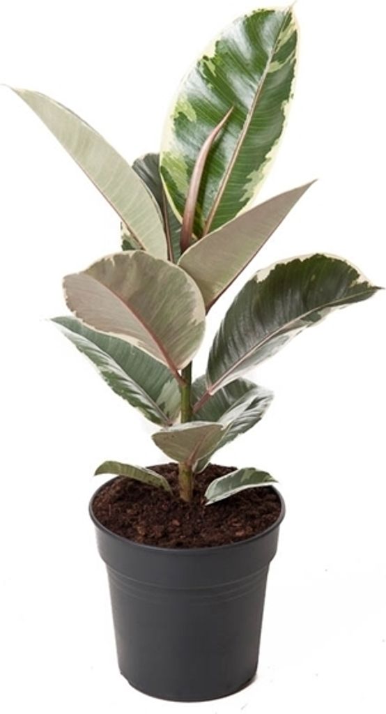 A potted plant with variegated leaves.