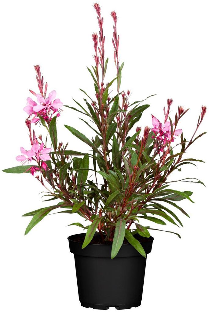 Gaura lindheimerii 'Cherry Brandy', Prachtkerze, rosa, 2-3 Liter Container