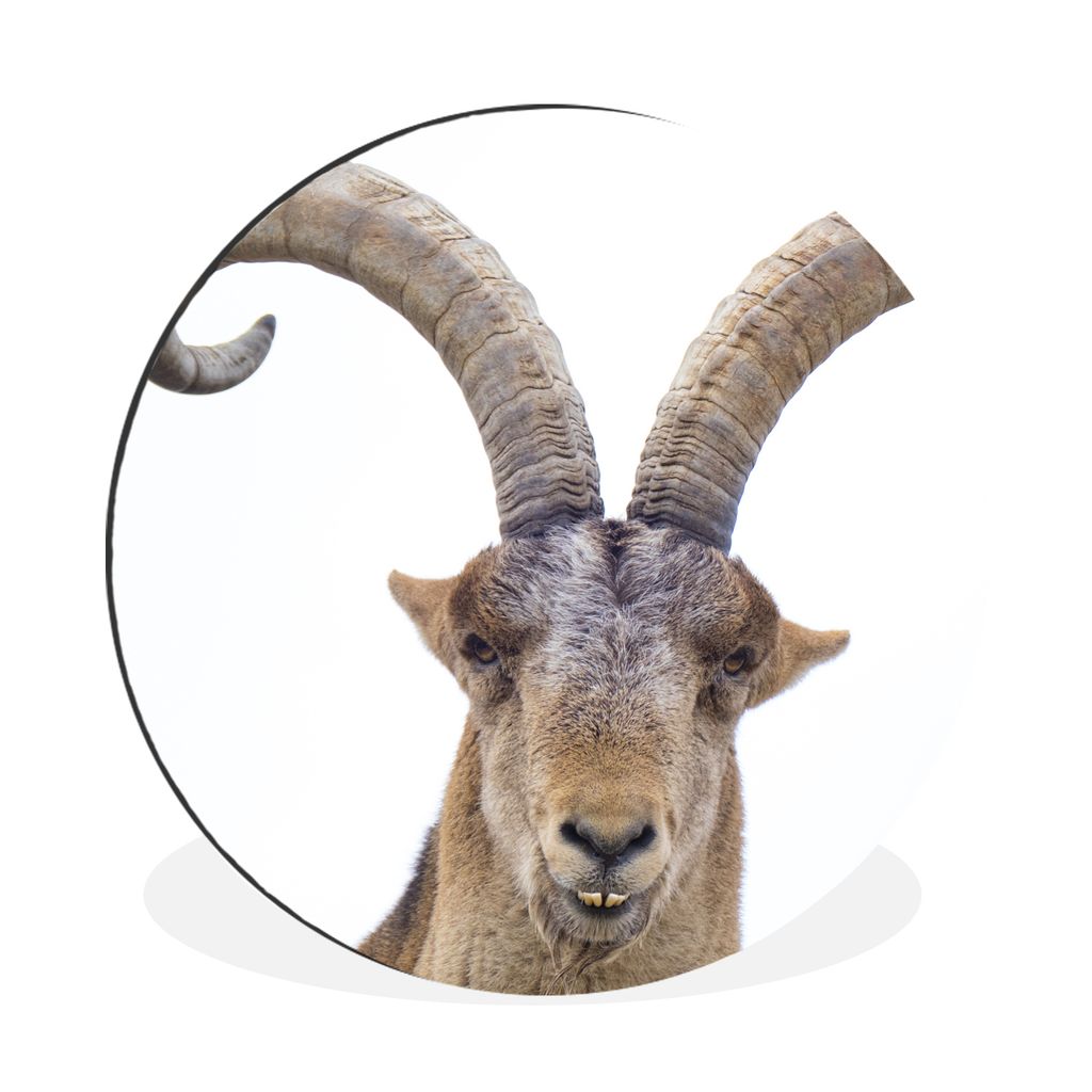 MuchoWow Aluminium Wandkreis Steinbock - Tiere - Horn Ø 30 cm Wanddeko Modern Wohnzimmer - Wand Bild - Wohnzimmer - Runde Bilder - Alubilder - K...