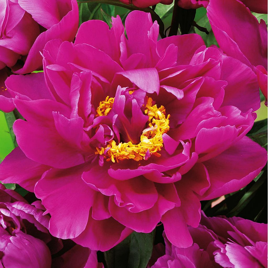 Paeonia Piwonia sadzonka Karl Rosenfield 1 szt Piwonie Zdjęcie produktu 