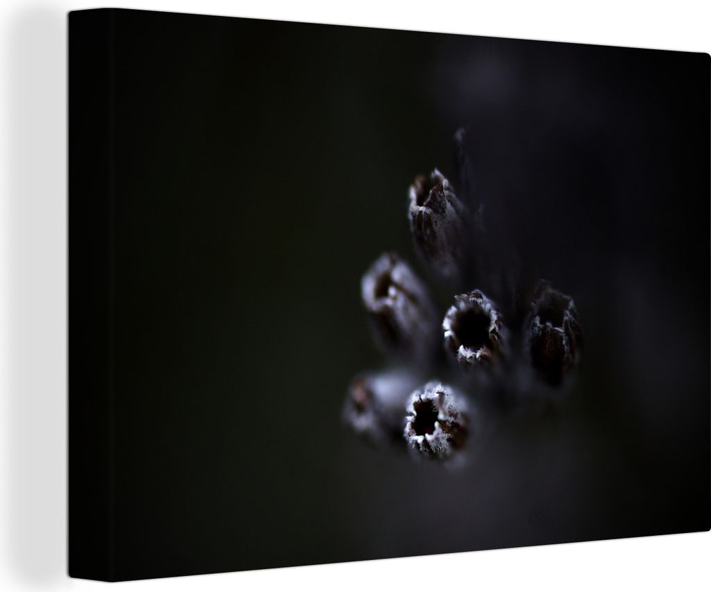 OneMillionCanvasses - Leinwandbilder - 150x100 cm, Nahaufnahme von lila Lavendel vor schwarzem Hintergrund, Wandbilder Kunstdruck Wanddekoration