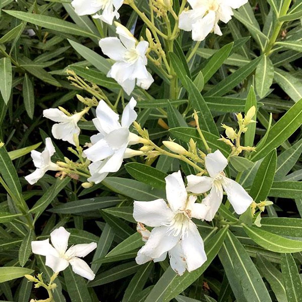 Oleanderstrauch ́BIANCO SEMPLICE ́ 30-40 cm, Cont. 3 l