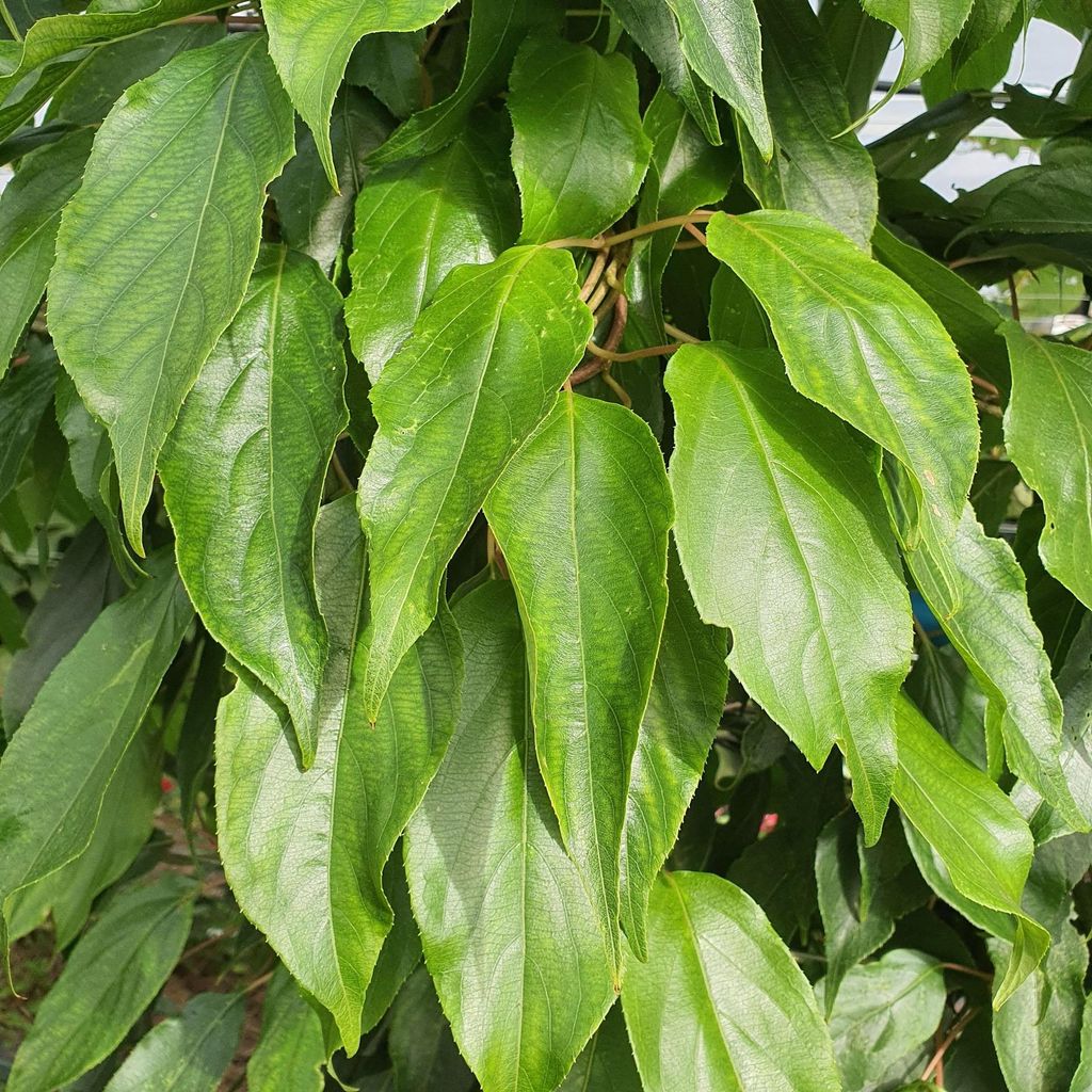 Aktinidia Male ostrolistna zapylacz 1L Zdjęcie produktu 
