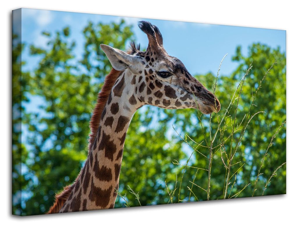 Leinwanddruck Tiere Giraffe 80x50 cm