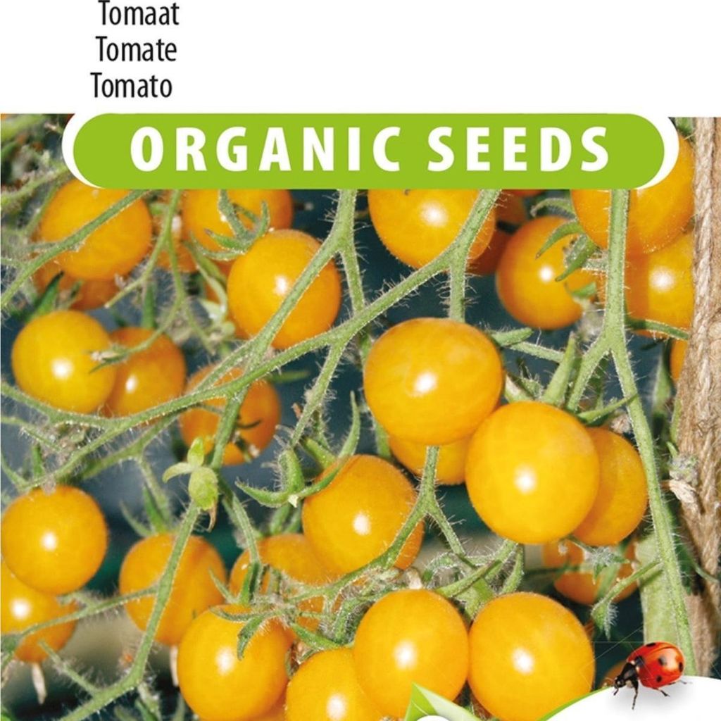 Gelbe Clementinen-Tomatensamen – Züchten Sie Ihre eigenen goldenen, saftigen Tomaten – für eine reiche Ernte