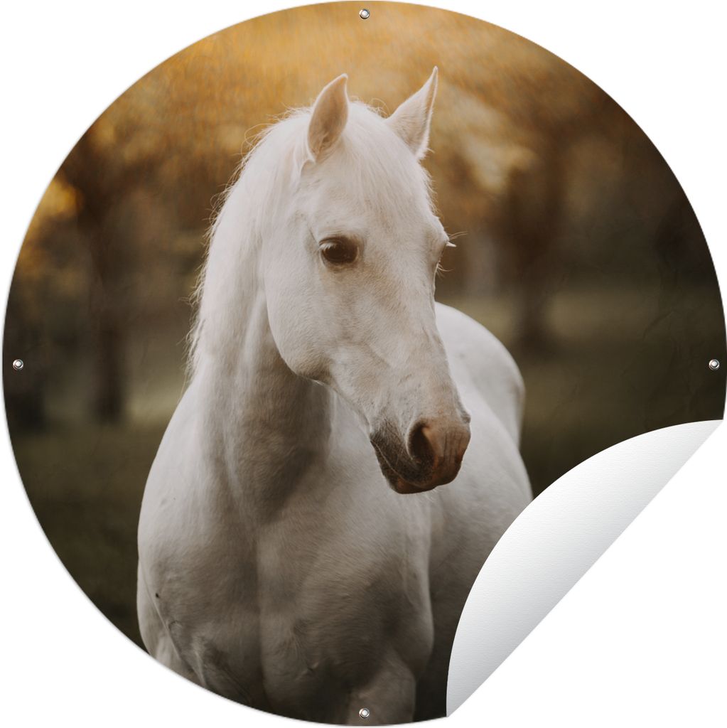 MuchoWow Gartenposter Outdoor-Poster Rund Pferd - Sonne - Herbst - Tiere - Natur Ø 150 cm Gartendeko Rundes Poster draußen
