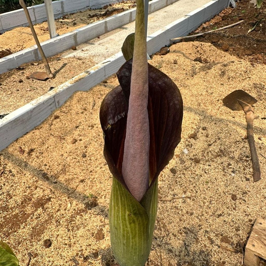 Aronia (Amorphophallus raungense)  – 1 vyklíčený semeno Obrázek produktu 