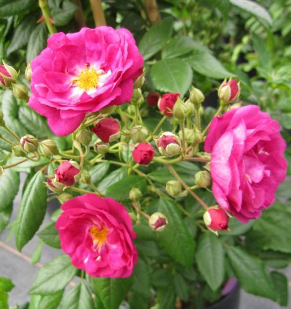 Kletterrose Purple Siluetta - Rosa Purple Siluetta - Ramblerrose - ADR Rose - Kordes Rose