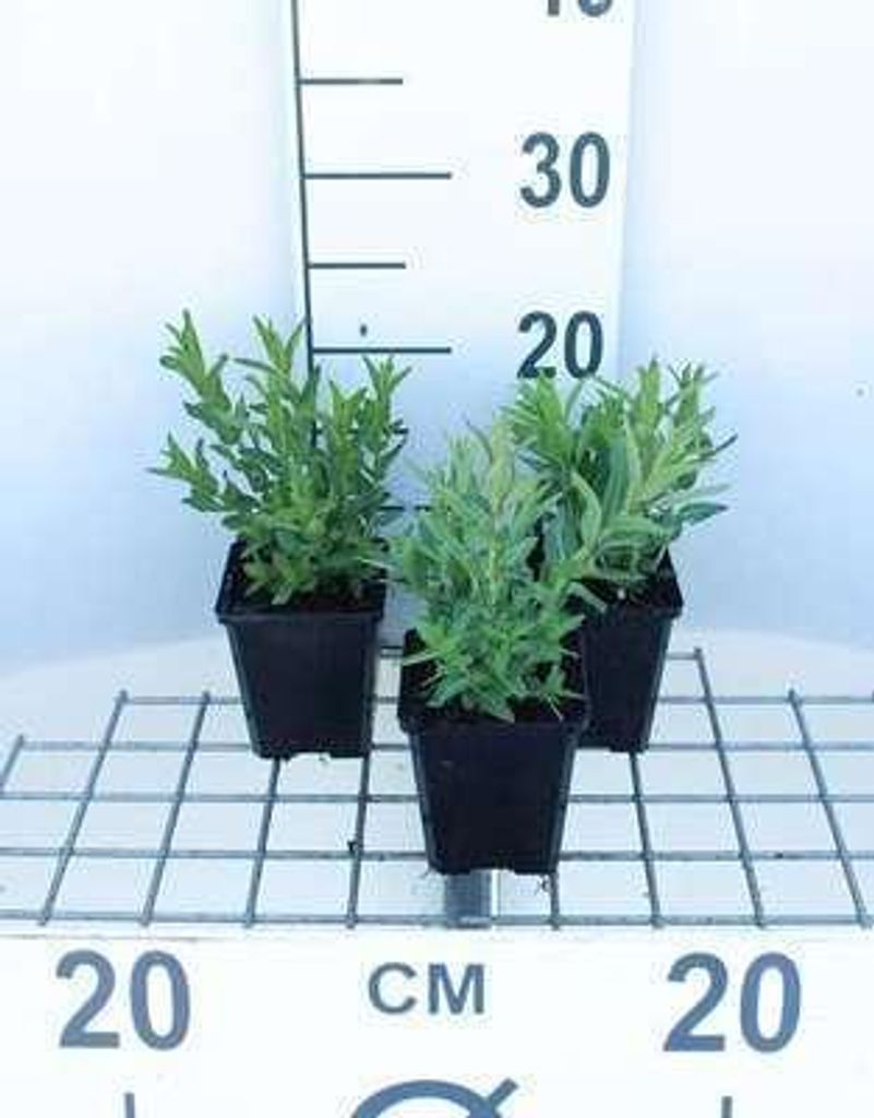 6 x  Lythrum salicaria - Weiderich - Topf 9 x 9 cm Produktbild 
