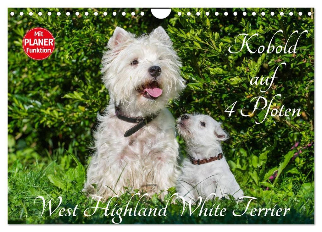 Kobold auf 4 Pfoten - West Highland White Terrier (Wandkalender 2027 DIN A4 quer), CALVENDO Monatskalender