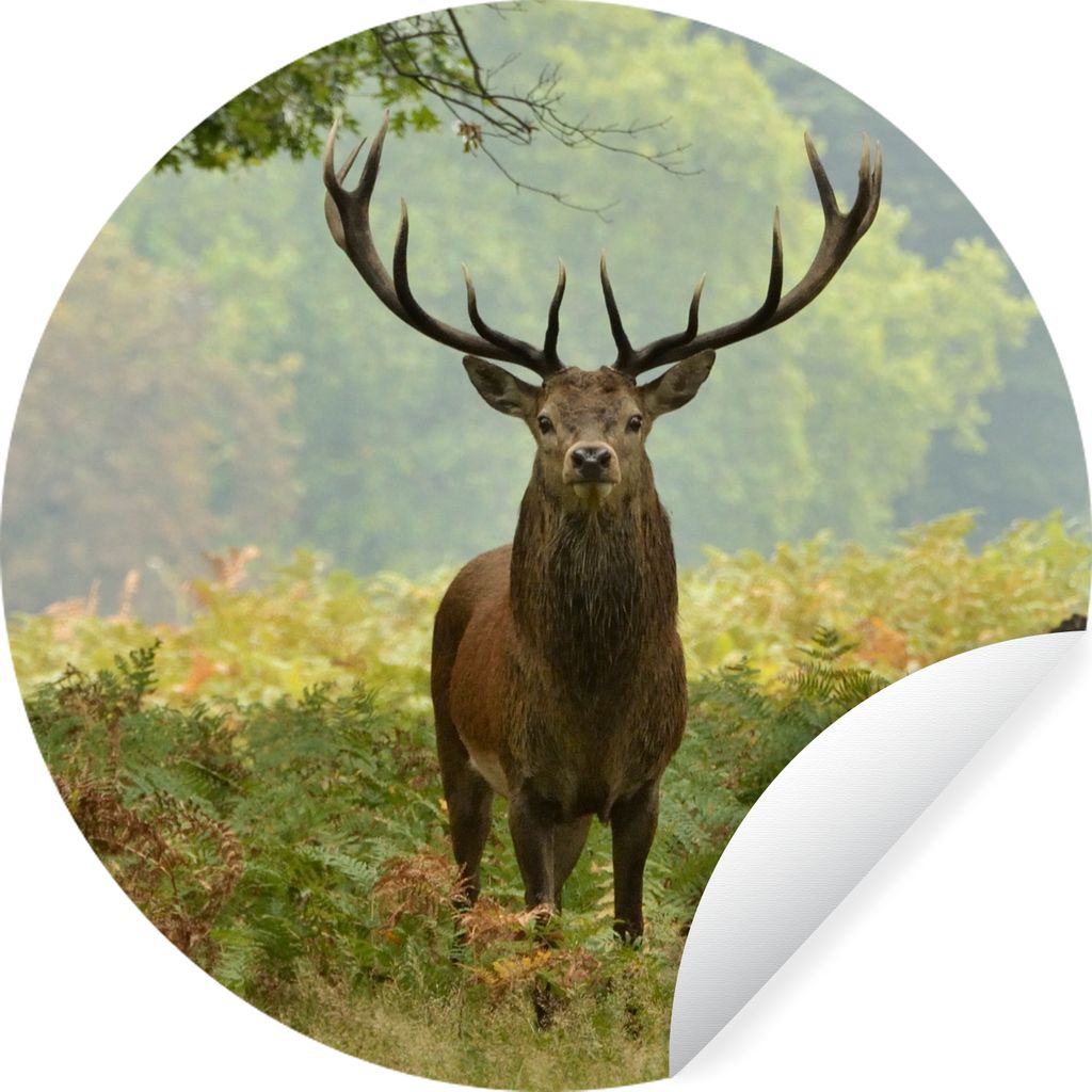 MuchoWow Runde Wandtattoo - Wandsticker Tapete Aufkleber Rothirsch - Natur - Grün Ø 50 cm Selbstklebend und Repositionierbar - Wandaufkleber - ...