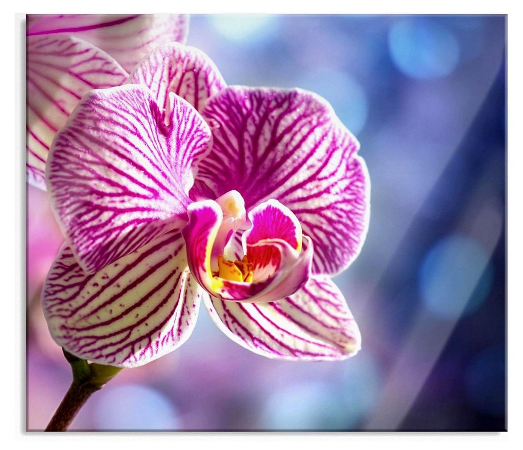 Nahaufnahme einer farbenfrohen Orchidee Herdabdeckplatte & Spritzschutz aus Echtglas | Für Herd-Kochfelder | 60x52 cm