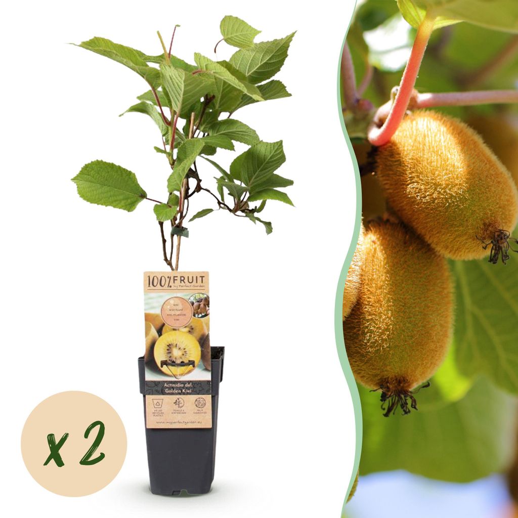 Żółte Kiwi - Actinidia deliciosa Golden Kiwi - Żółty owoc | Zdjęcie produktu 