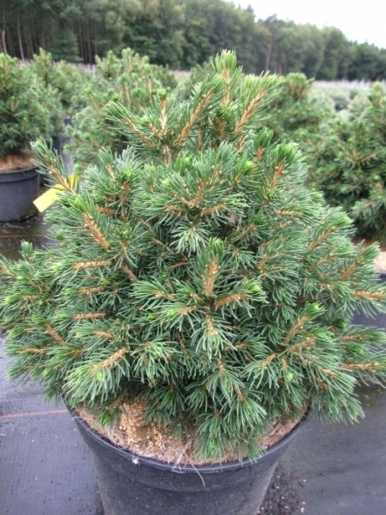 Gemeine Fichte - Picea abies Tompa 25-30cm