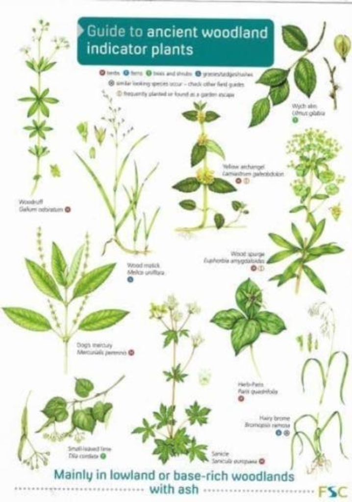 Ancient Woodland Indicator Plants – Lingua: Inglese