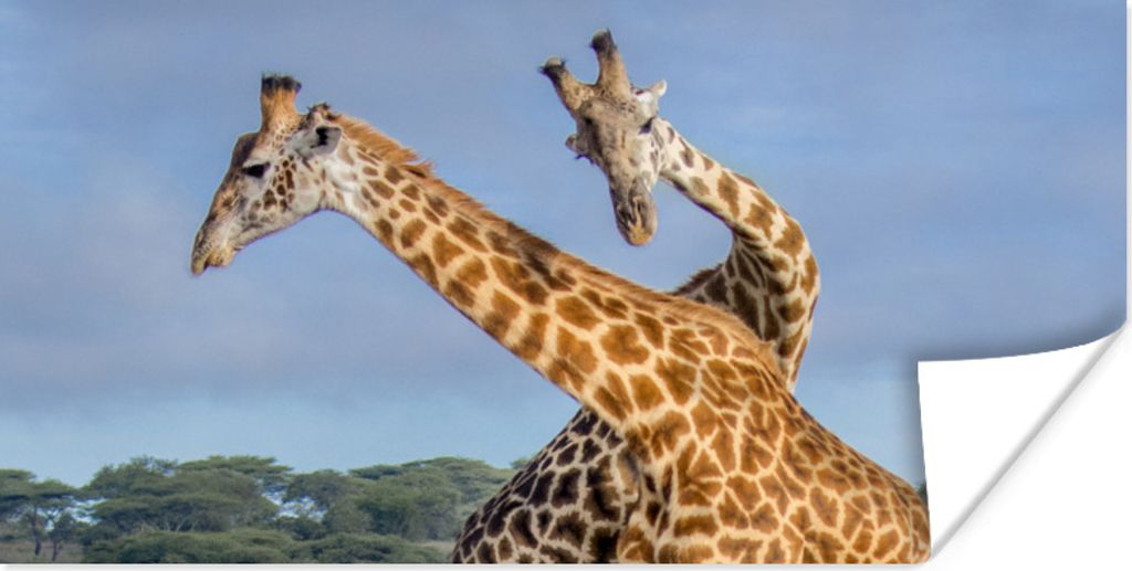 MuchoWow Poster Giraffen - Tiere - Natur 160x80 cm - Foto Poster