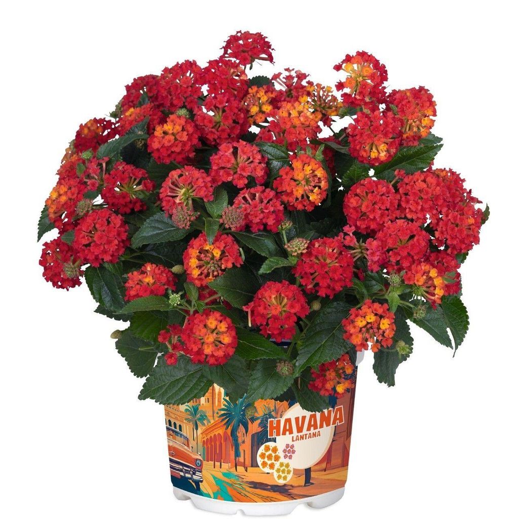 Wandelröschen rot Lantana camara Havana Red Produktbild 