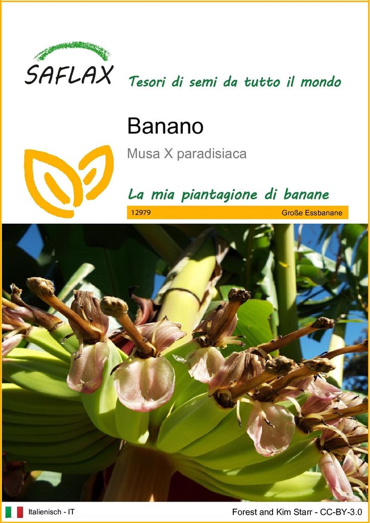 SAFLAX  - Banano  - 10 semi - Musa Immagine del prodotto 