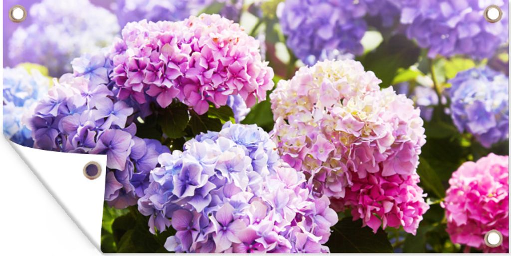 MuchoWow 60x30 cm Outdoor-Poster Gartendeko Sichtschutz Garten Poster für den Garten Blumen - Hortensie - Rosa - Blätter - Sonne