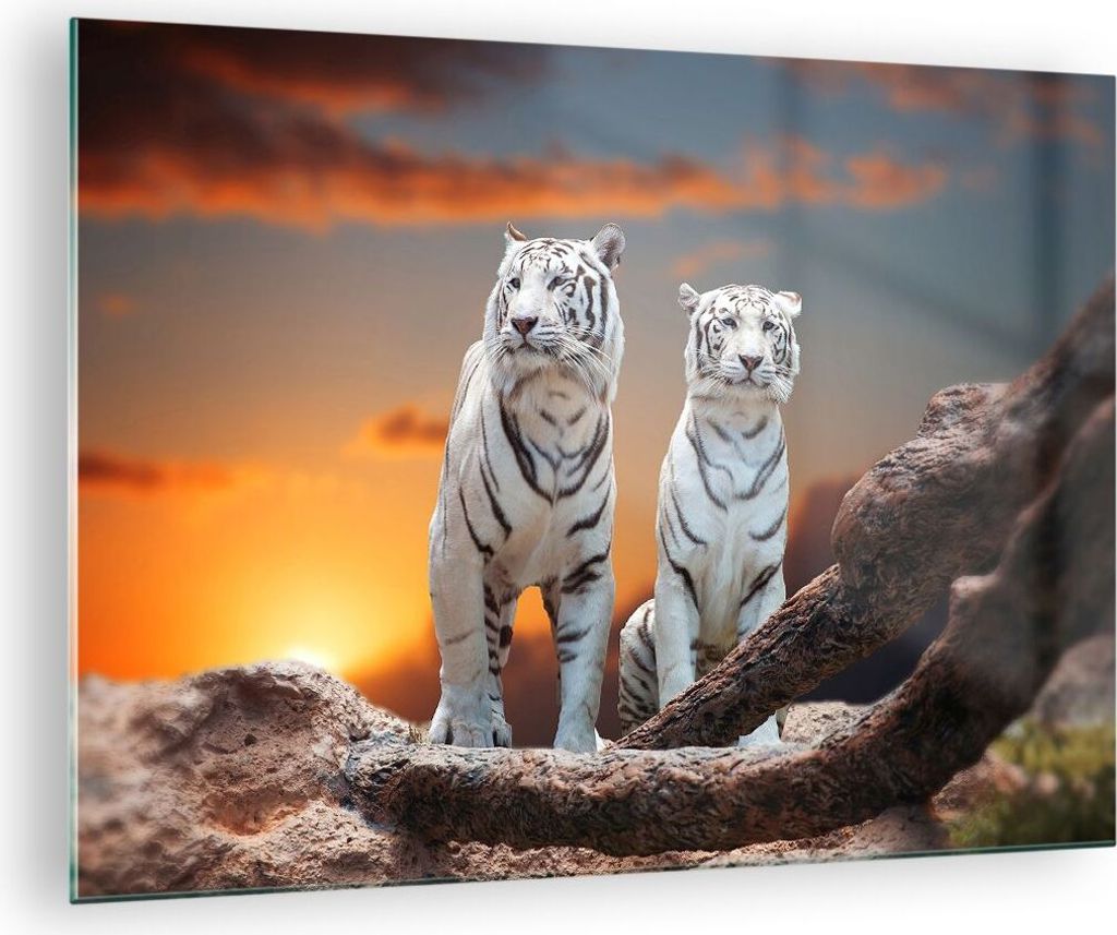 Bilder auf glas - Tiger weiß Rock Sonnenuntergang - 70x50cm Produktbild 