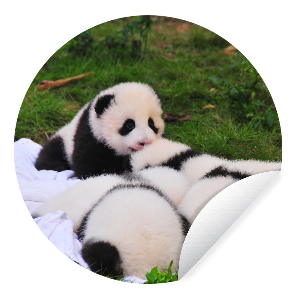 MuchoWow Runde Wandtattoo - Wandsticker Tapete Aufkleber Pandas - Gras - Decke Ø 50 cm Selbstklebend und Repositionierbar - Wandaufkleber - Krei...