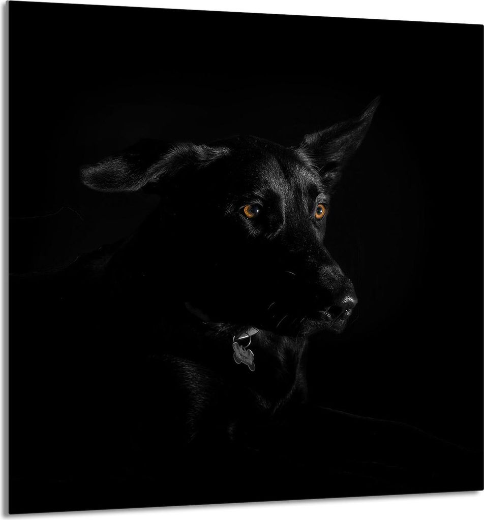 GLASPLATTE FÜR KÜCHE 60x65 Hund